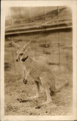 Kangaroo Wearing a Collar Kangaroo Wearing a Collar