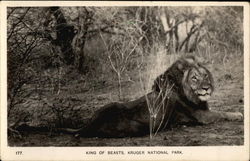 King of Beasts Postcard