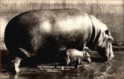 Hippopotamus and Day Old Calf, The Chicago Zoological Park Postcard