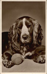 Golden Cocker Spaniel Postcard
