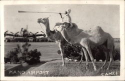 Camels at Kano airport Nigeria Africa Postcard Postcard