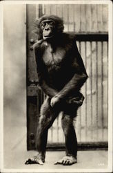 Chimpanzee Postcard