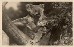 A Mother and her "Gum Baby", Koala Park A Mother and her "Gum Baby", Koala Park