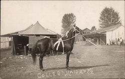 College Maid Postcard
