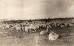 Herd of Sheep Postcard