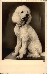 White Poodle Postcard