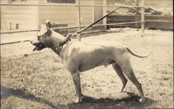 Pit Bull Dog on Leash Postcard