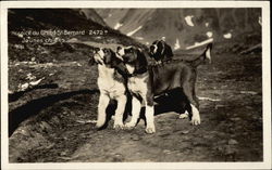 Hospice du Grand St. Bernard Saint Bernards