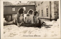 Au Grand St. Bernard Saint Bernards