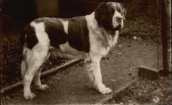 St. Bernard Saint Bernards Postcard Postcard