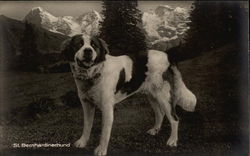 St. Bernard Postcard