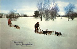 Sled Dog Racing Postcard