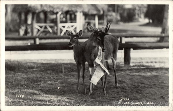 Deer Eating Paper Silver Springs Florida