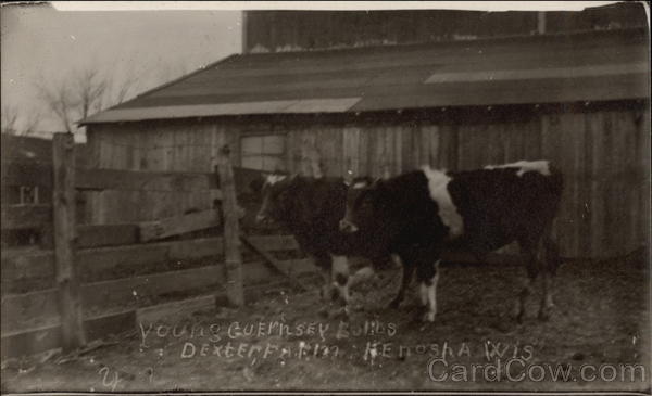Young Guernsey Bulls, Dexter Farm Kenosha Wisconsin