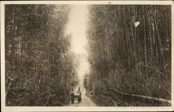 Bamboo Growing Japan