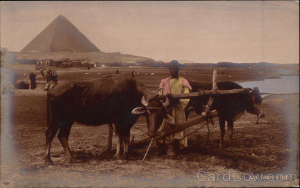 Labourer with Ox-Cart and Pyramid Cairo Egypt Africa