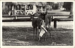 Deer Eating Paper Postcard