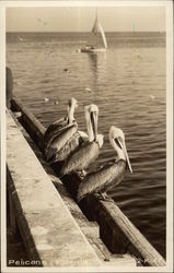 Pelicans Postcard