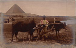 Labourer with Ox-Cart and Pyramid Postcard