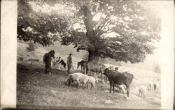 Farmer John Hamilton Kirkwood, NY Postcard Postcard
