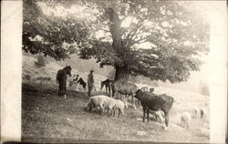 Farmer John Hamilton Postcard