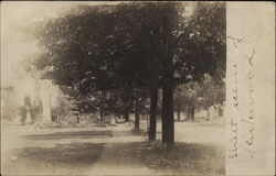 Tree-Lined Street Postcard
