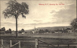 The Old Elm Postcard