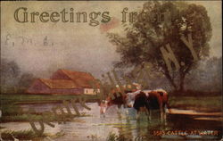 5583 Cattle At Water Postcard