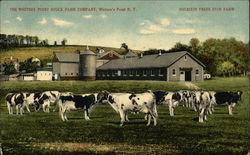 The Whitney Point Stock Farm Company Postcard