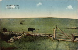 Cows in Field Postcard
