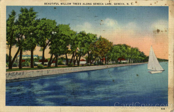 Beautiful Willow Trees Along Seneca Lake Geneva New York