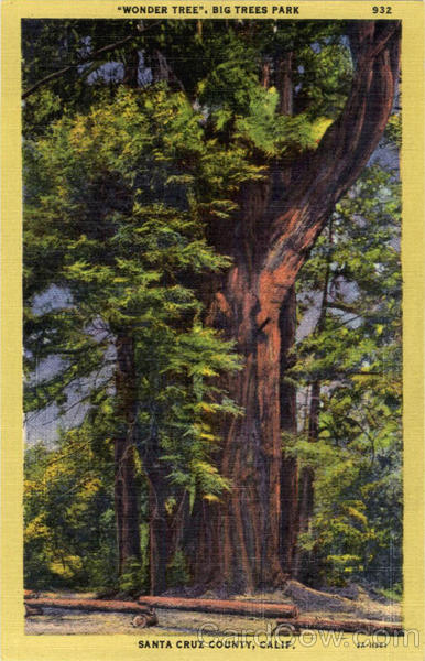 Wonder Tree, Big Trees Park Santa Cruz California