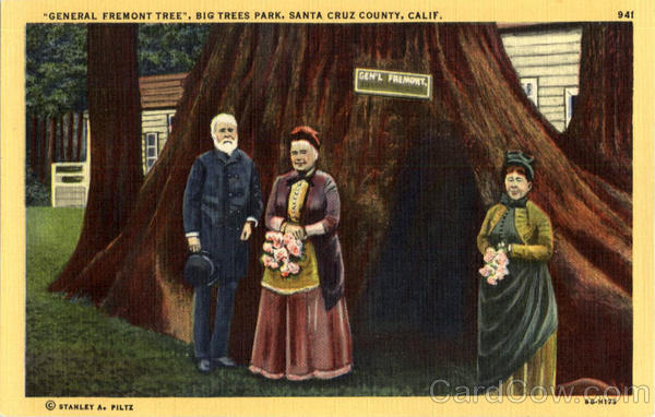 General Fremont Tree, Big Tree Park Santa Cruz California