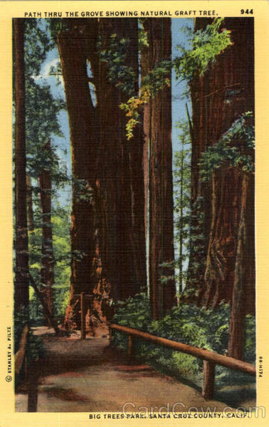 Path Thru The Grove Showing Natural Graft Tree Santa Cruz California