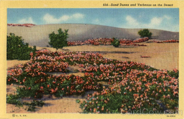 Sand Dunes and Verbenas on the Desert Cactus & Desert Plants