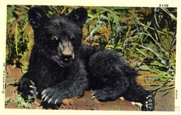 C.T. Wild Life Scenes 10 Subjects Bears