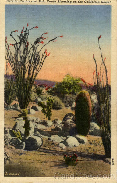 Ocotillo Cactus and Palo Verde Blooming on the California Desert