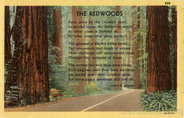The Redwoods Poems & Poets
