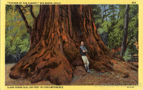 Father of the Forest Big Basin California