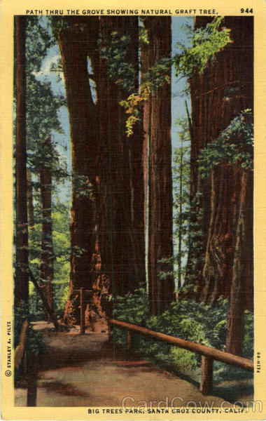Path Thru The Grove Showing Natural Graft Tree Big Trees Park Santa Cruz California