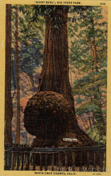 Giant Burl Big Trees Park Santa Cruz California