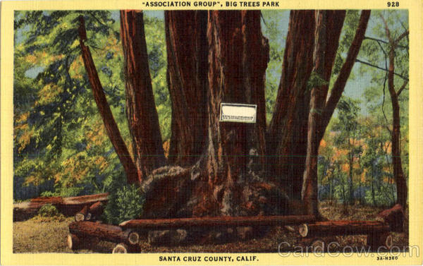 Association Group, Big Trees Park Santa Cruz California