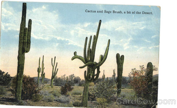 Cactus and Sage Brush, a bit of the Desert Cactus & Desert Plants