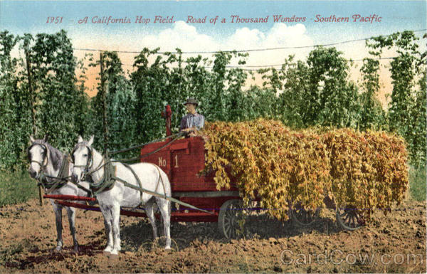 A California Hop Field, Road of Thousand Wonders Southern Pacific