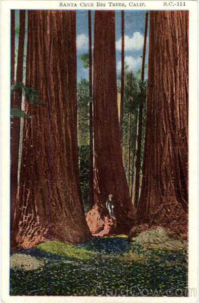 Santa Cruz Big Trees California
