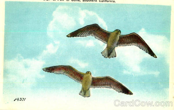 A Fan of (Sea) Gulls Southern California