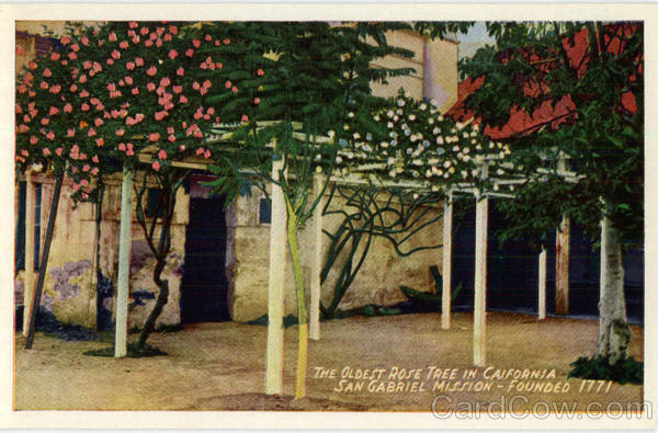 The Oldest Rose Tree San Gabriel Mission Missions California