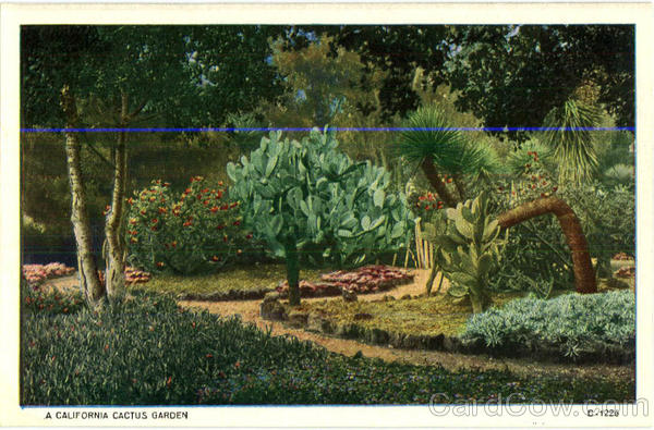 A California Cactus Garden Cactus & Desert Plants
