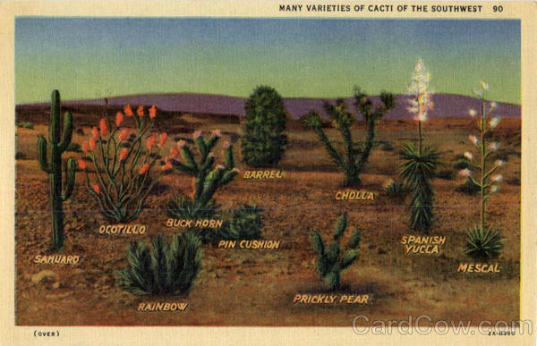 Many Varieties of Cacti of the Southwest Cactus & Desert Plants