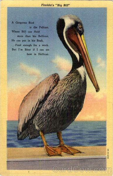 Florida's 'Big Bill' Pelican Birds